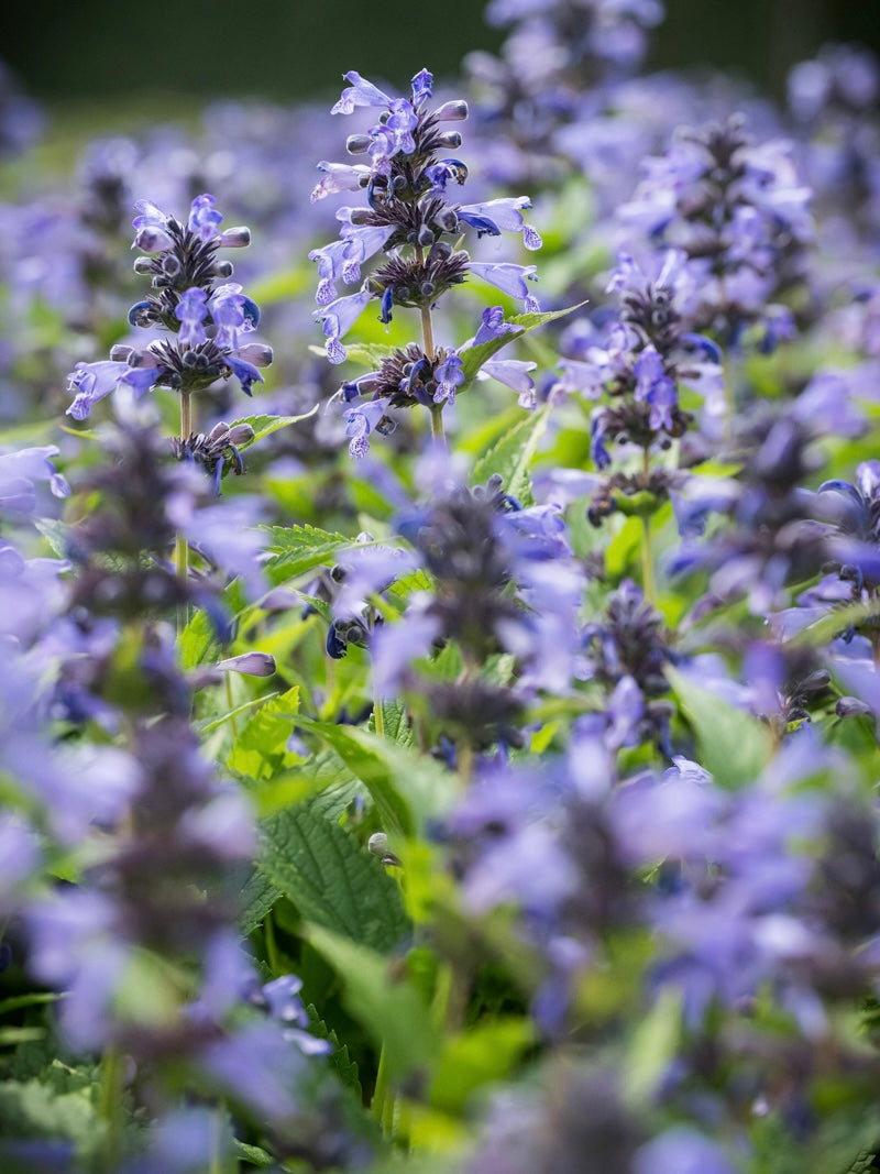 Kocimiętka Nepeta prattii 'Magical Mr. Blue Sky'