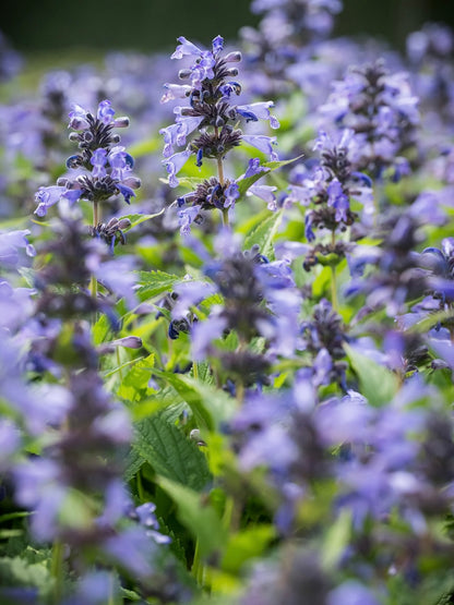 Kocimiętka Nepeta prattii 'Magical Mr. Blue Sky'
