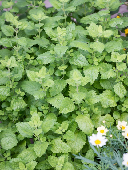 Melisa lekarska Melissa officinalis 'Lemon Balm'