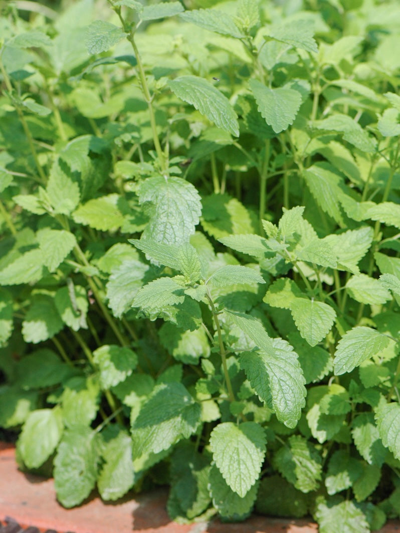 Melisa lekarska Melissa officinalis 'Lemon Balm'