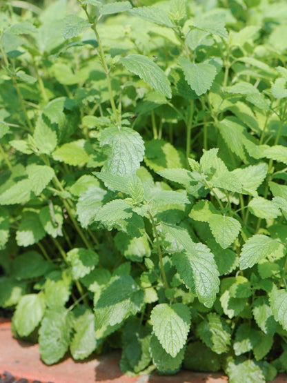 Melisa lekarska Melissa officinalis 'Lemon Balm'