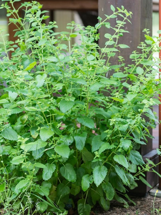 Melisa lekarska Melissa officinalis 'Lemon Balm'