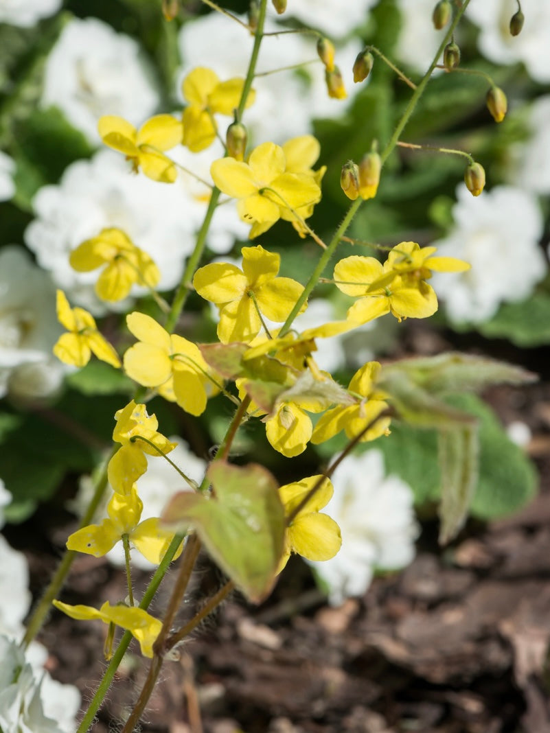 Epimedium żółte Epimedium x perralchicum 'Frohnleiten'