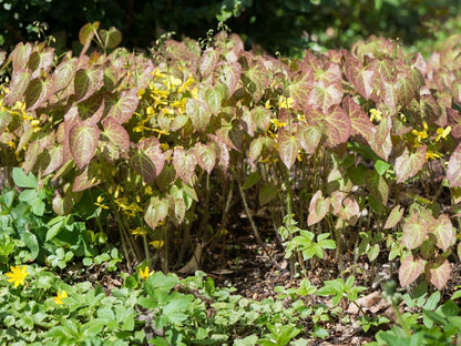 Epimedium żółte Epimedium x perralchicum 'Frohnleiten'