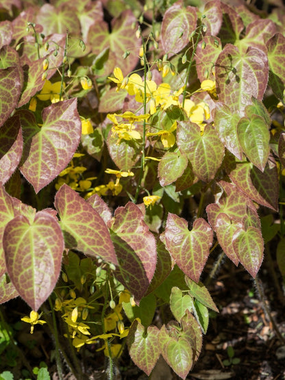Epimedium żółte Epimedium x perralchicum 'Frohnleiten'