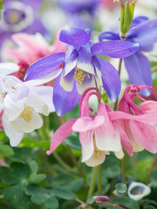 Orlik wachlarzowaty Aquilegia flabellata 'Cameo Mix'