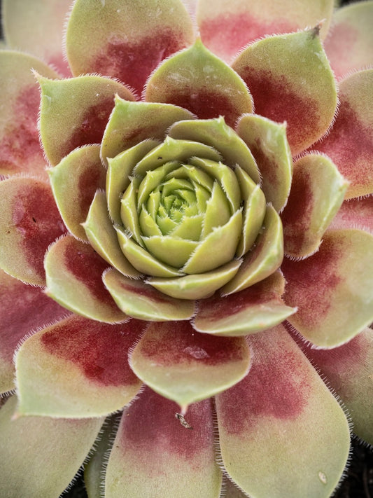 Rojnik ogrodowy Sempervivum 'BigSam Red Mellow'