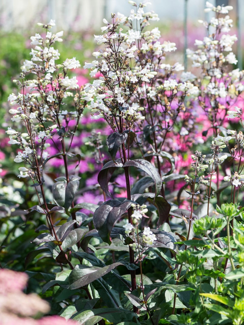 Penstemon naparstnicowaty Penstemon digitalis 'Onyx and Pearls'
