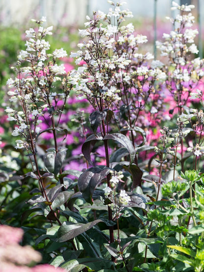 Penstemon naparstnicowaty Penstemon digitalis 'Onyx and Pearls'