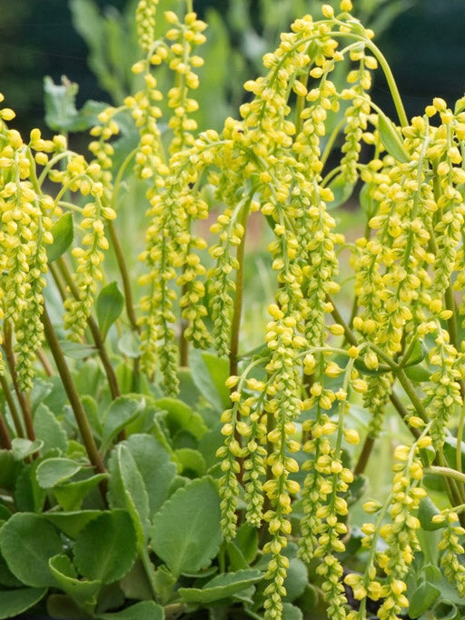 Chiastofil naprzeciwlistny Chiastophyllum oppositifolium