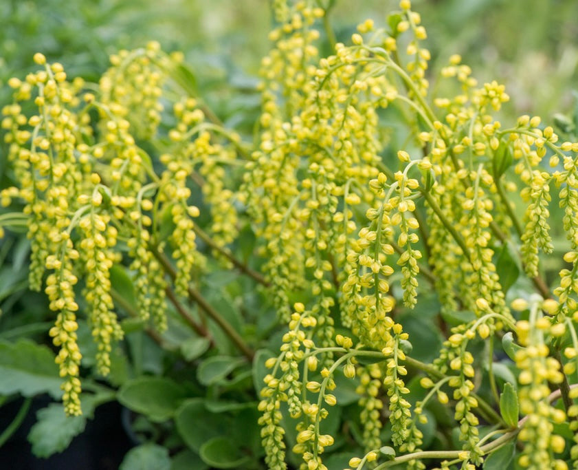 Chiastofil naprzeciwlistny Chiastophyllum oppositifolium