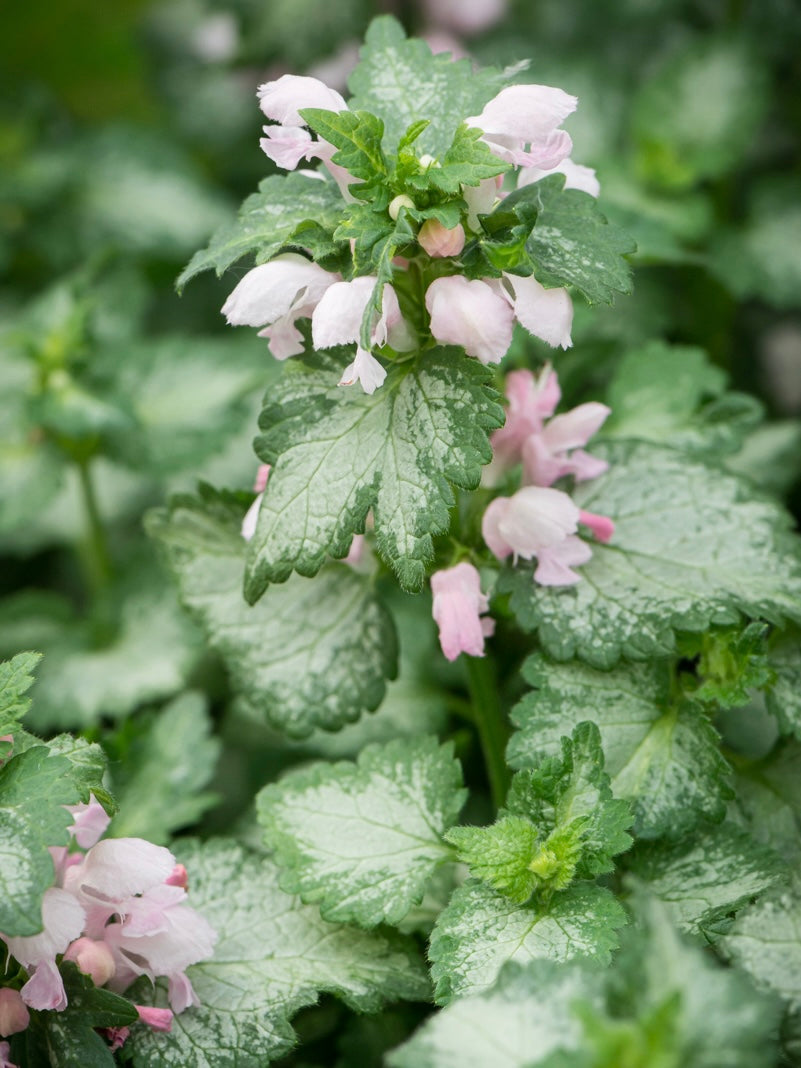 Jasnota plamista Lamium maculatum 'Pink Pewter'