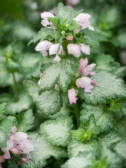 Jasnota plamista Lamium maculatum 'Pink Pewter'
