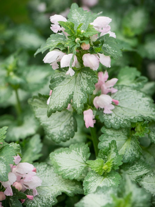 Jasnota plamista Lamium maculatum 'Pink Pewter'