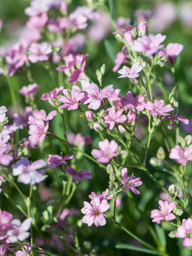 Łyszec rozesłany Gypsophila repens 'Filou Rose'