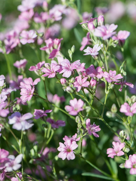Łyszec rozesłany Gypsophila repens 'Filou Rose'