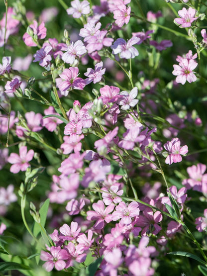 Łyszec rozesłany Gypsophila repens 'Filou Rose'