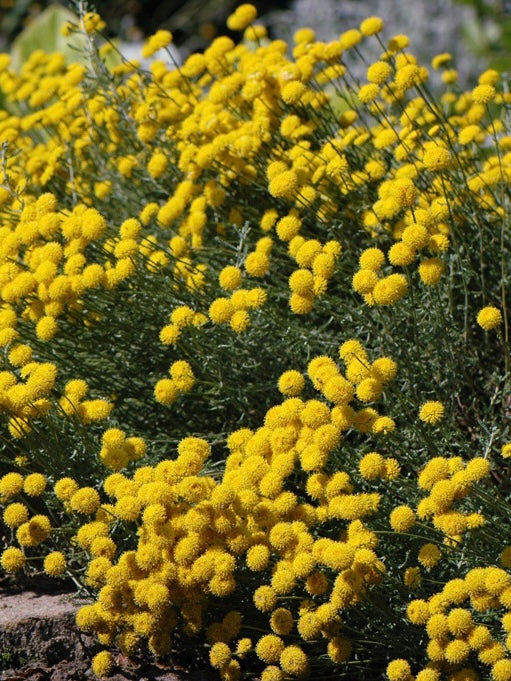 Santolina cyprysikowata Santolina chamaecyparissus ssp. tomentosa