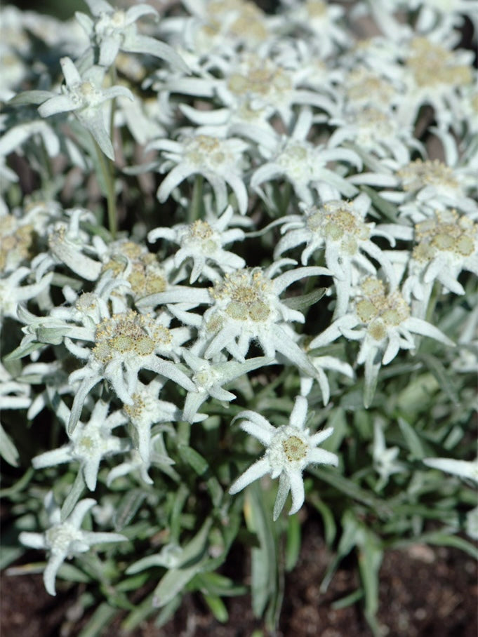 Szarotka alpejska Leontopodium alpinum