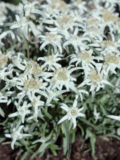 Szarotka alpejska Leontopodium alpinum