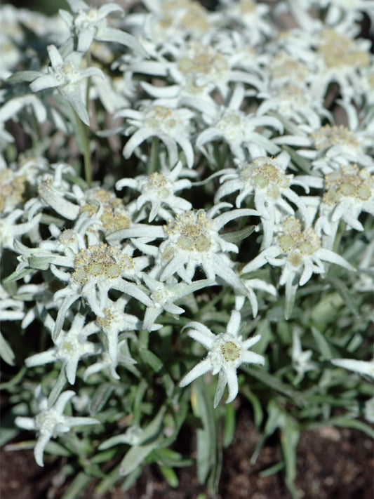 Szarotka alpejska Leontopodium alpinum