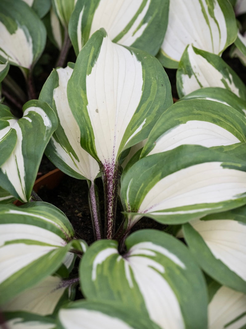 Funkia ogrodowa Hosta 'Raspberry Sundae'