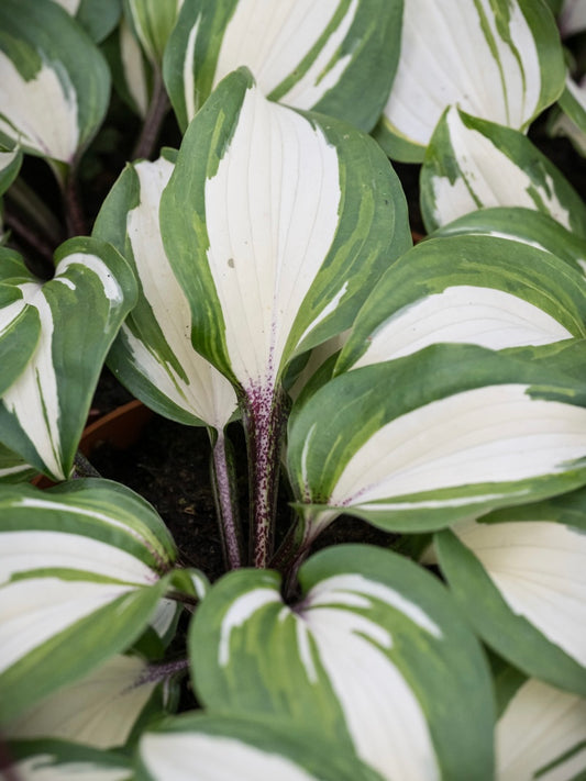 Funkia ogrodowa Hosta 'Raspberry Sundae'