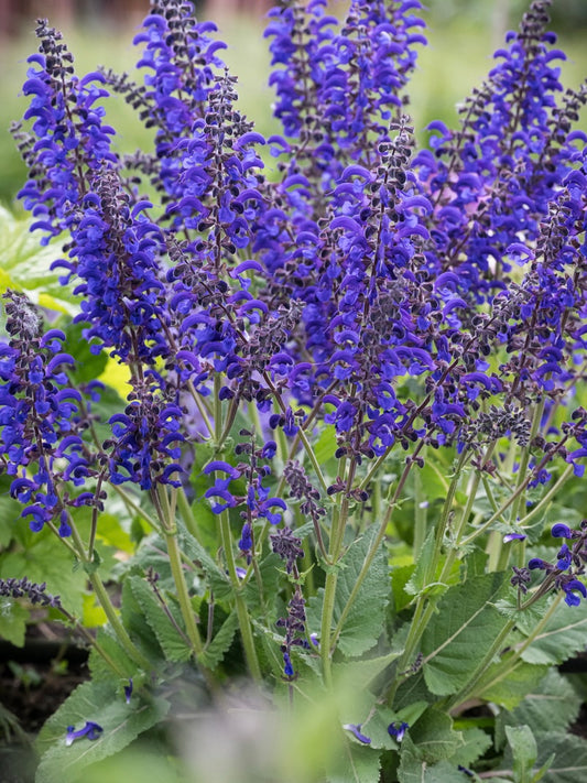 Szałwia łąkowa Salvia pratensis 'Fashionista Evening Attire'