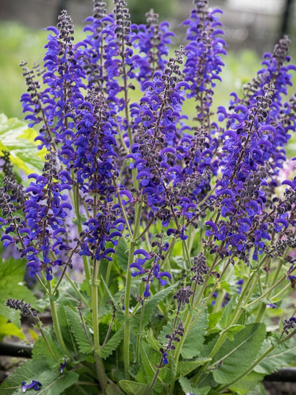 Szałwia łąkowa Salvia pratensis 'Fashionista Evening Attire'