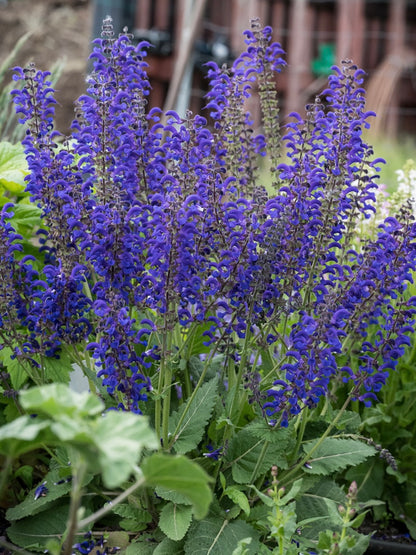 Szałwia łąkowa Salvia pratensis 'Fashionista Evening Attire'