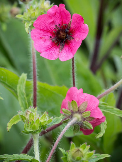 Pięciornik nepalski Potentilla nepalensis 'Ron Mc Beath'