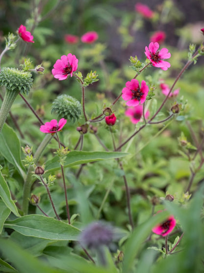 Pięciornik nepalski Potentilla nepalensis 'Ron Mc Beath'