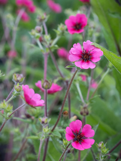 Pięciornik nepalski Potentilla nepalensis 'Ron Mc Beath'