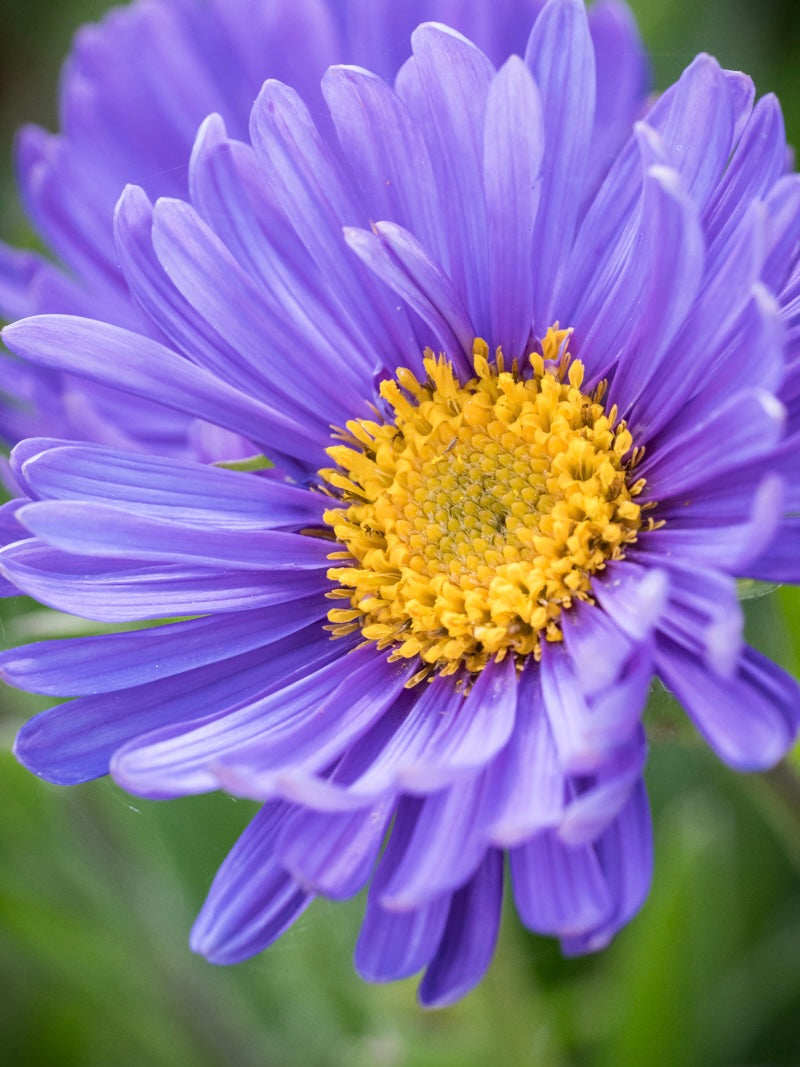 Aster alpejski Aster alpinus 'Violet'