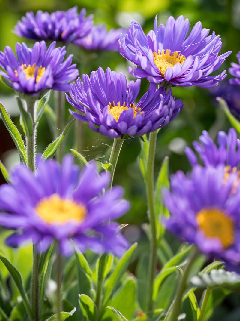 Aster alpejski Aster alpinus 'Violet'