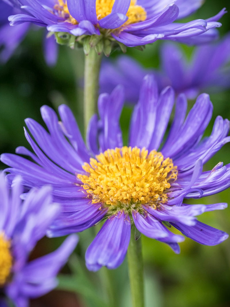 Aster alpejski Aster alpinus 'Violet'