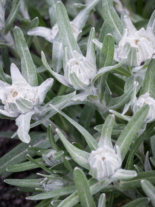Szarotka Souliego Leontopodium souliei 'Alpina White'