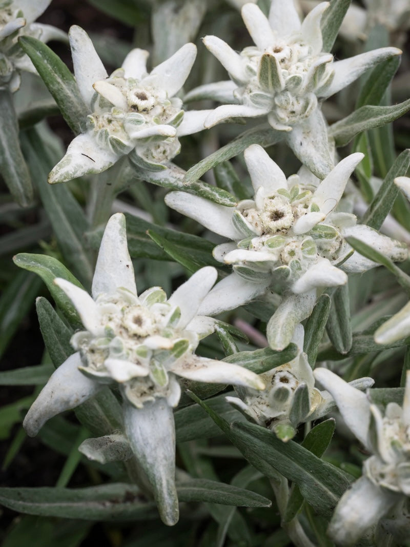 Szarotka Souliego Leontopodium souliei 'Alpina White'
