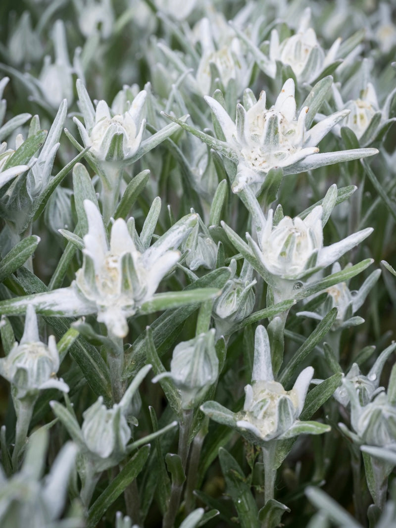 Szarotka Souliego Leontopodium souliei 'Alpina White'
