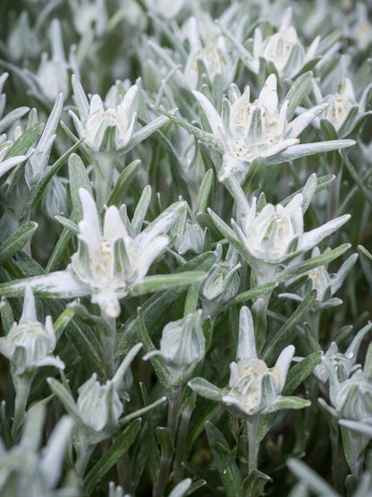 Szarotka Souliego Leontopodium souliei 'Alpina White'