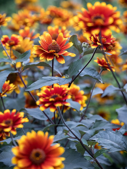 Słoneczniczek szorstki Heliopsis helianthoides var. scabra 'Bonfire Sunset'