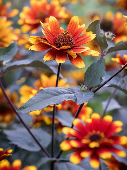 Słoneczniczek szorstki Heliopsis helianthoides var. scabra 'Bonfire Sunset'