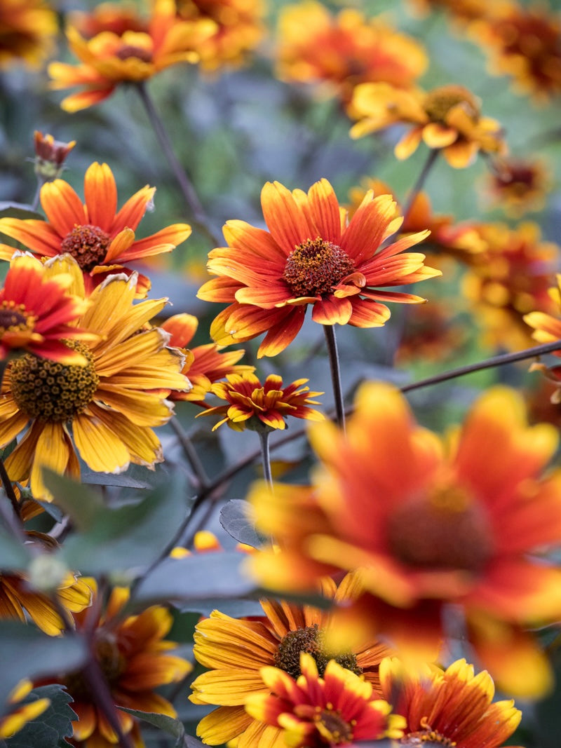 Słoneczniczek szorstki Heliopsis helianthoides var. scabra 'Bonfire Sunset'