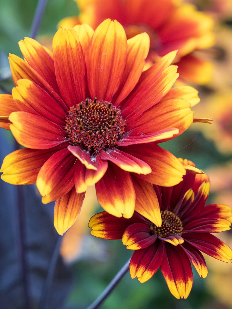 Słoneczniczek szorstki Heliopsis helianthoides var. scabra 'Bonfire Sunset'