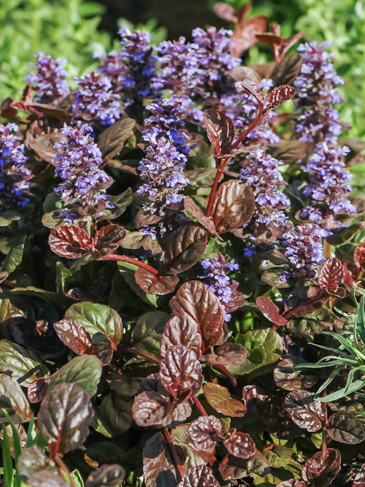 Dąbrówka rozłogowa Ajuga reptans 'Braunherz'
