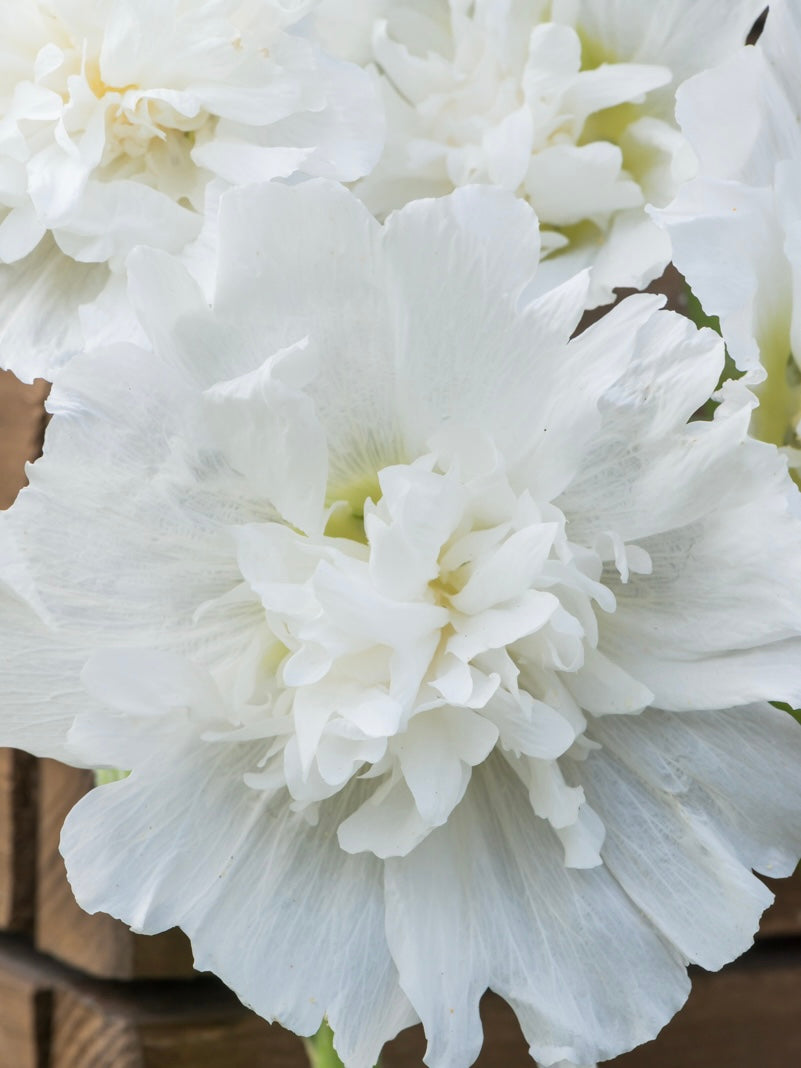 Malwa biała Alcea rosea 'Spring Celebrities White'