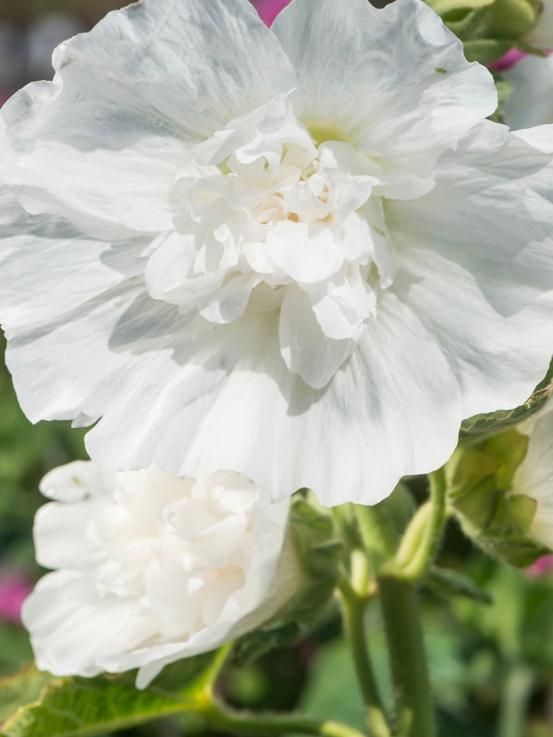 Malwa biała Alcea rosea 'Spring Celebrities White'