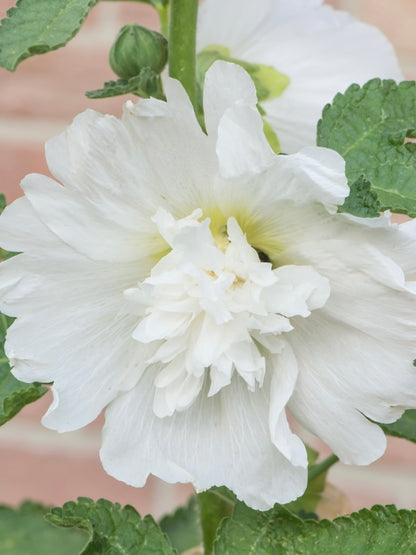 Malwa biała Alcea rosea 'Spring Celebrities White'