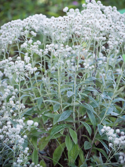 Anafalis trójnerwowy Anaphalis triplinervis 'Sommerschnee'