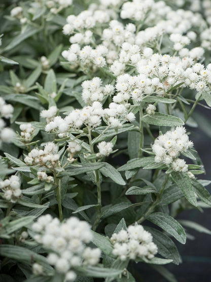 Anafalis trójnerwowy Anaphalis triplinervis 'Sommerschnee'